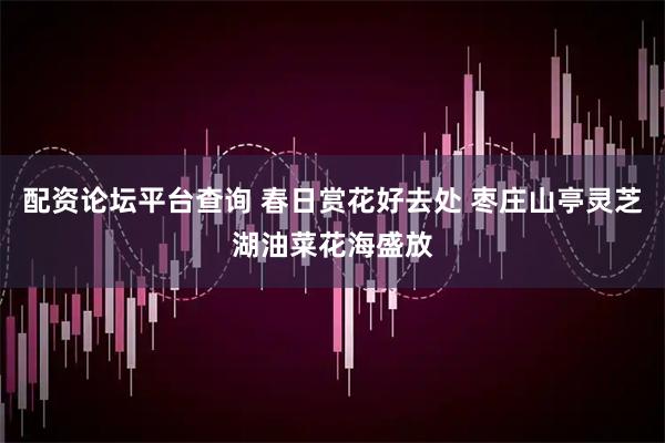 配资论坛平台查询 春日赏花好去处 枣庄山亭灵芝湖油菜花海盛放